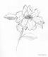 This was a wild rose someone had put in a vase on my grandmother's table.